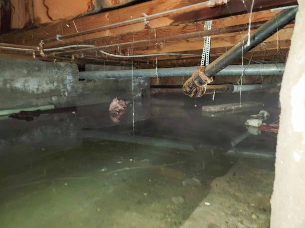 Best Water damage mitigation services  in East Northport, NY