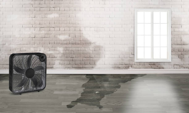 Best Water damage restoration near me  in East Northport, NY